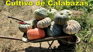 Cultivo de calabaza en huerto orgánico.