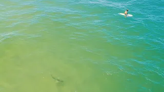 Shark Bite Capital of the World New Smyrna Beach, FL  August 12, 2021