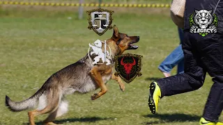 Legacy vs Intercept Dogs Attacks Compilation Conqueror's Blade Season 17 Territory War