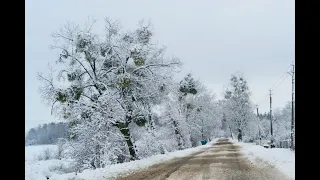 Омела белая растение полупаразит.