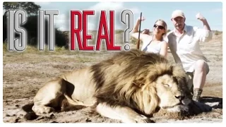 IS IT REAL?- Lion Takes Revenge On Trophy Hunter!