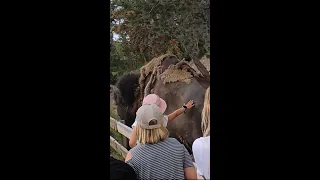 Kid Touches Bison at Yellowstone National Park