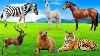 Wild Animal Sounds In Nature - Tiger, Deer, Duck, Zebra, Seal, llama, Horse, Sheep-  Animal Moments.