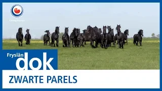 FRYSLÂN DOK: Zwarte parels