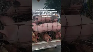 All Meat Comes From Suffering