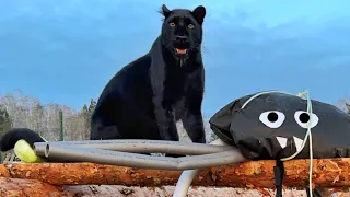 Panther Luna vs spider😂(ENG SUB)