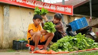 Harvest vegetable gardens on rocky mountains for sale | Daily Life