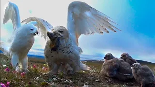 Hunting activity of Snowy Owls