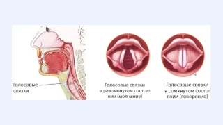 7 Устройство гортани. Курс по вокалу