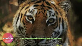 Eye of the tiger (Sondica Remix)