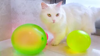 Cats vs Water Balloons | Compilation