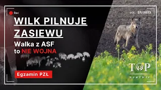 Polowanie na dziki | spotkanie oko w oko z wilkiem | Piknik rodzinny  / Wild boar hunting | wolf