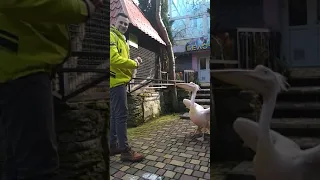 Голодные Пеликаны почти съели мужчину в Ялтинском зоопарке:)