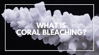 What is Coral Bleaching?