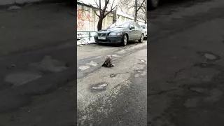 Сокол напал на голубя в Москве