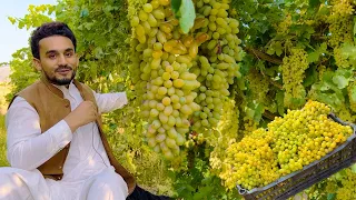 Kapisa grapes | Afghanistan | د کاپیسا انګور