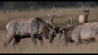 Wildlife Photography -Bull Elk Fighting/Bull Elk Bugling  in 4K with live sound -Jackson Hole/Tetons