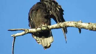 Turkey Vulture Personal Hygiene