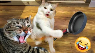 Funny animals - Funny cats / dogs - Funny animal videos | Cute Aww #75