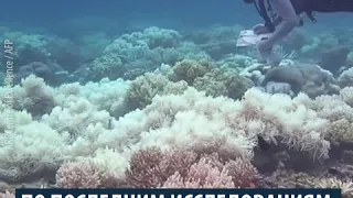 Большой барьерный риф теряет краски. Возможно навсегда
