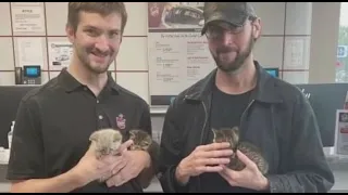 Kittens rescued from engine compartment of woman's car by mechanics