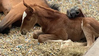 Orphaned Foal from Sadness to Happiness