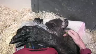 Jan van Hooff visits chimpanzee "Mama", 59 yrs old and very sick. Emotional meeting