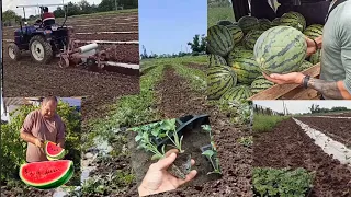 Вирощування Кавуна . З насіння до ринку🍉🇺🇦  Херсонський Кавун 🍉 Висока ціна.