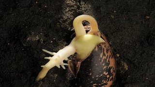 Runner Bean hypogeal germination time lapse over 24 days