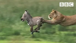 Lioness chases Zebra | Nature's Great Events - BBC One