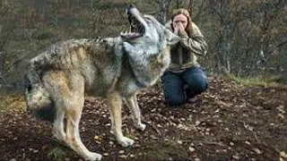 Женщина спасла волчицу, а через пол года волчица вернулась, и вот для чего