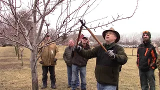 BWCD Pear Tree Pruning with MSU Extension Fruit Educator, Bob Tritten