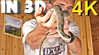 3D Video EXTREME 4K (Scary Snake!)