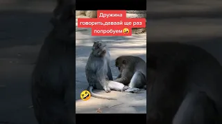 вставай через не можу Зеленский (meme)