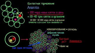 Раковая опухоль (видео 10)| Деление Клетки | Биология