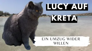 Lucy auf Kreta -  Auswandern mit Katze