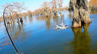 Fishing for GIANTS in World's Largest Cypress Forest | Field Trips Texas