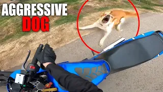 STRAY DOG BITES BIKER | BIKERS vs ANIMALS 2021