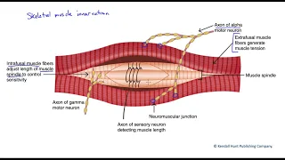 Skeletal muscle innervation