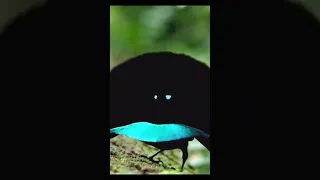 paradise bird ( amazing bird dance, sounds ) shorts video birds of paradise.