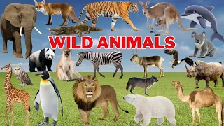 Wild Adventures: Fun Learning with Animals!