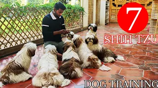 How to train multiple Dogs at a time | 7 Shih tzu puppies & Dog training videos | Best Toy dog breed