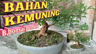 Bahan bonsai Kemuning  yg banyak di minati parapembonsai, Belajar  bonsai pemula.