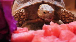 Tortoise Eating Watermelon - Turtles Love Watermelon!