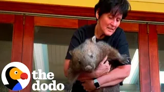 Angry Rescued Wombat Finally Lets Her Foster Mom Hold Her | The Dodo