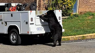 NEIGHBEARHOOD 6