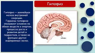 Biology 8+. Эндокринная система. Baranciuc Liudmila