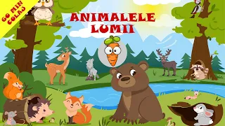 Animalele Lumii - 60 Minute Colaj Cantece Pentru Copii