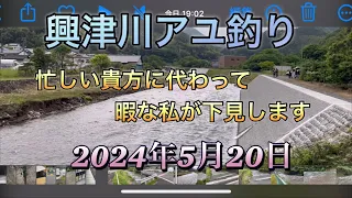 興津川アユ釣り