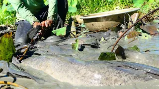 amazing fishing! a fisherman skill catch fish a lot by hand dry water@ Fan fishing tube